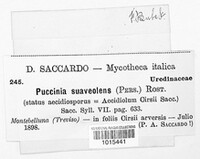 Puccinia suaveolens image